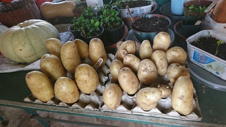 chitting potatoes